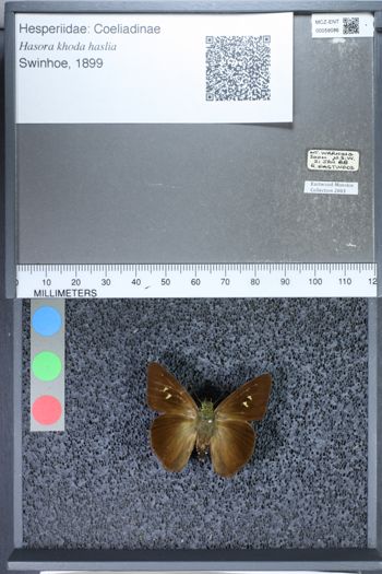 Media type: image;   Entomology 59086